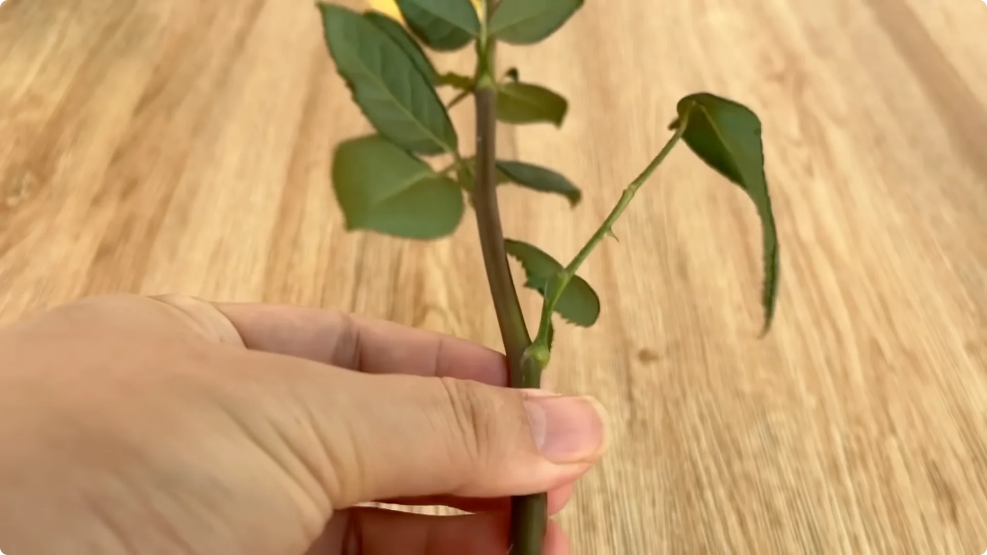 The Simple Trick That Grows Rose Stems with Thousands of Roots screenshot 4