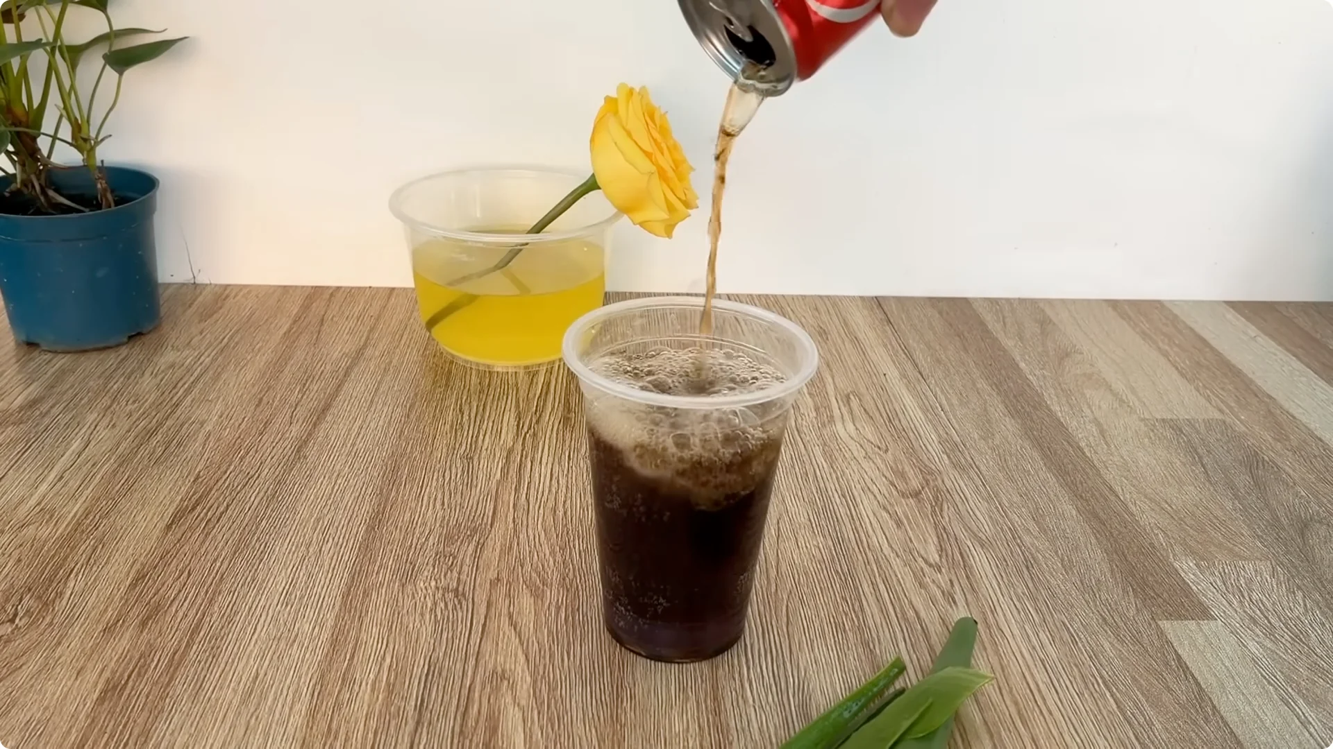 The Simple Trick That Grows Rose Stems with Thousands of Roots screenshot 8
