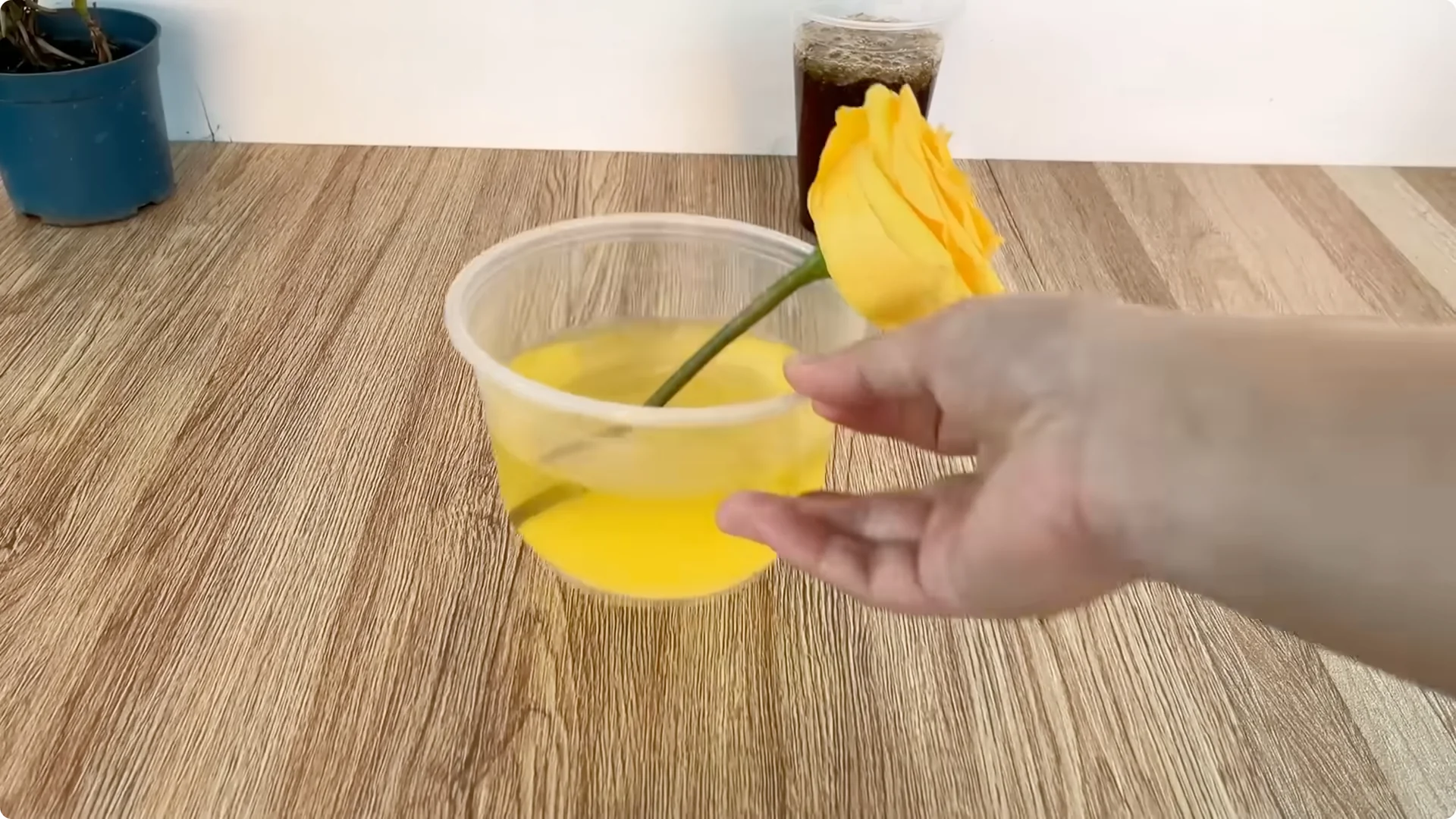 The Simple Trick That Grows Rose Stems with Thousands of Roots screenshot 9