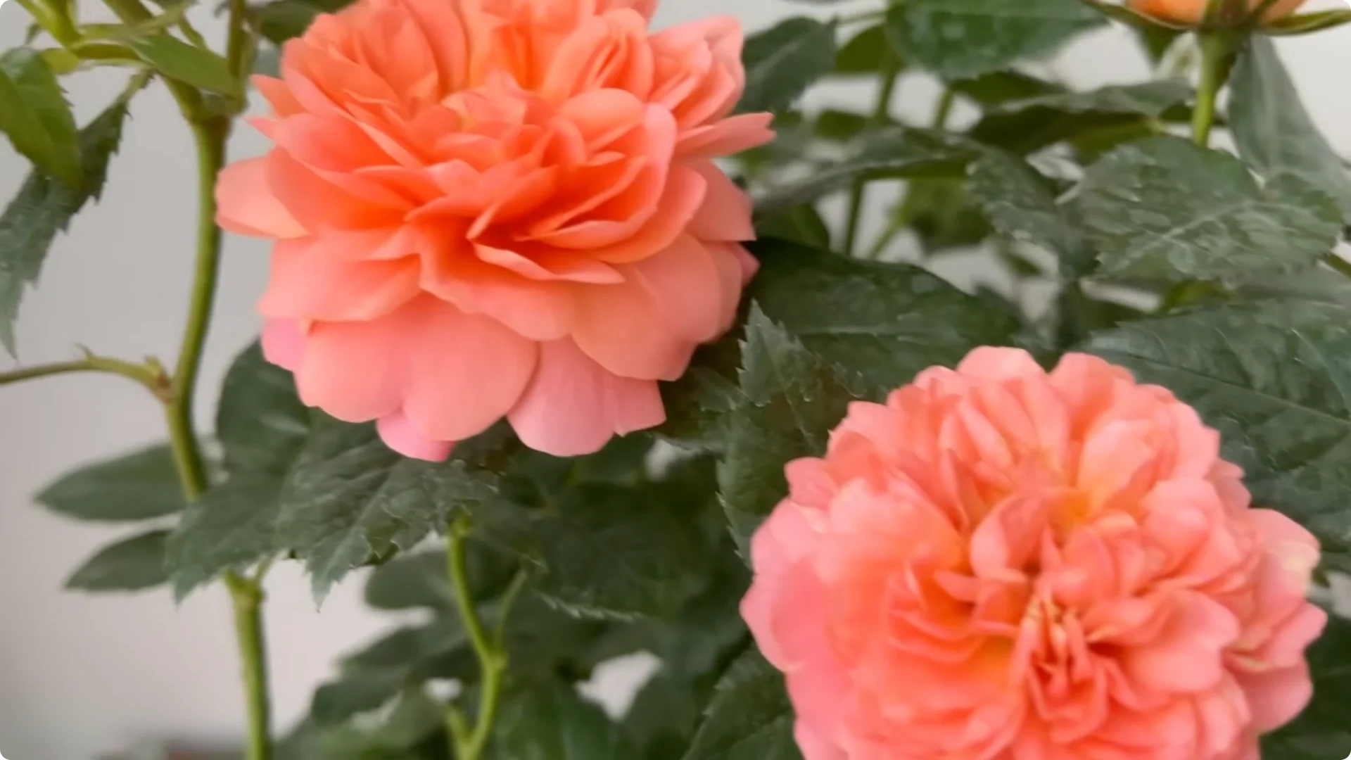 The Surprising Impact of One Egg on Rose Roots and Blooms screenshot 1