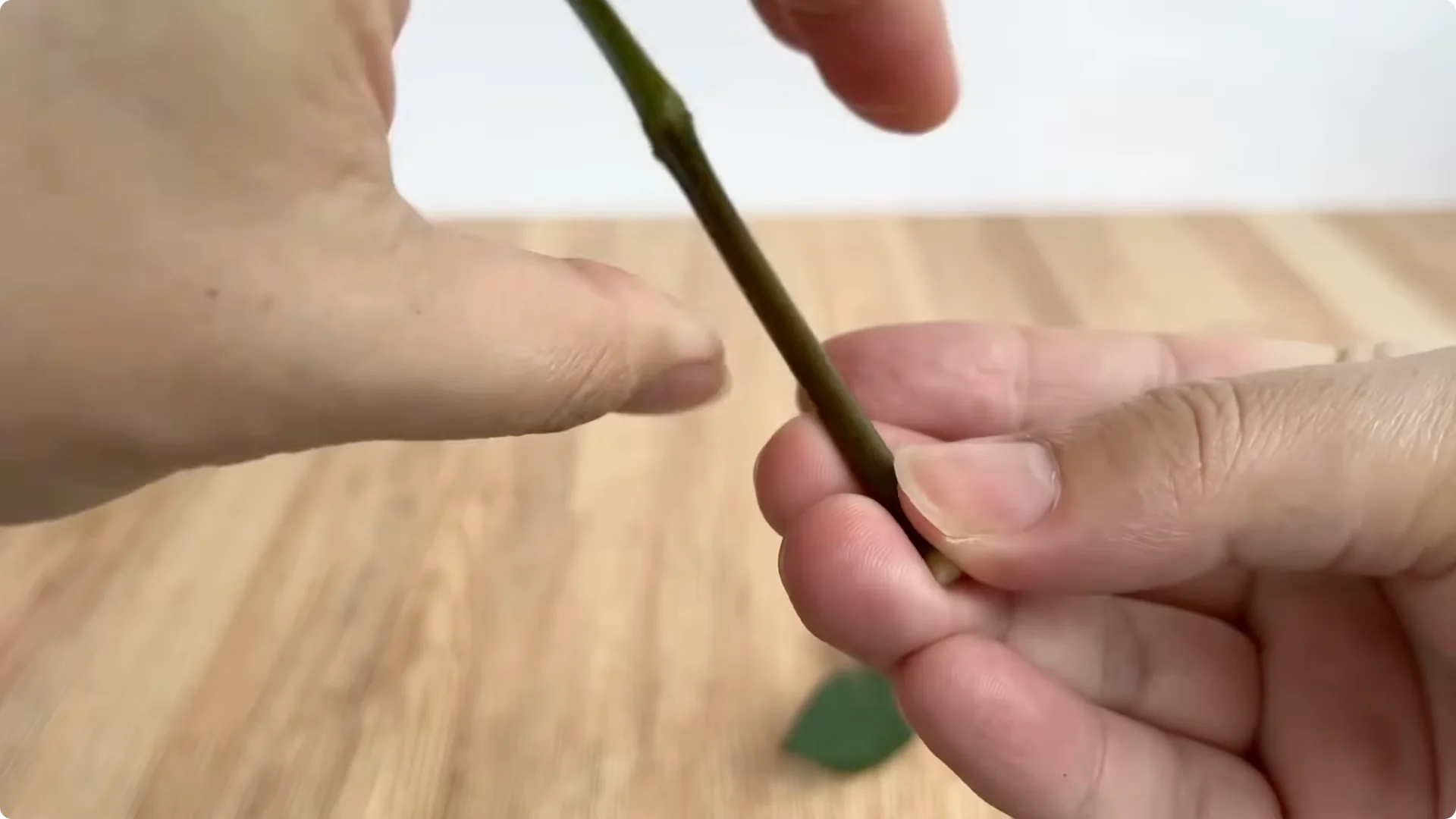 The Surprising Impact of One Egg on Rose Roots and Blooms screenshot 2