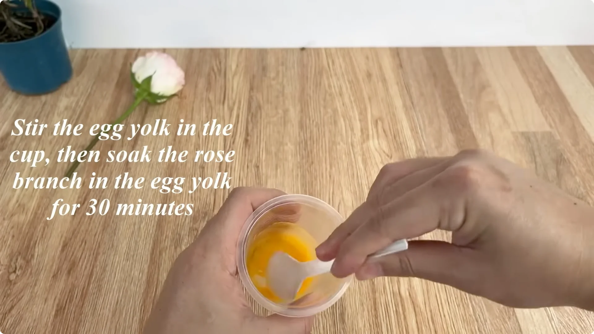 The Surprising Impact of One Egg on Rose Roots and Blooms screenshot 3