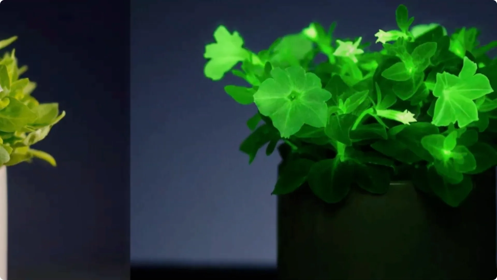 The Unique Houseplant That Glows Naturally Indoors screenshot 1