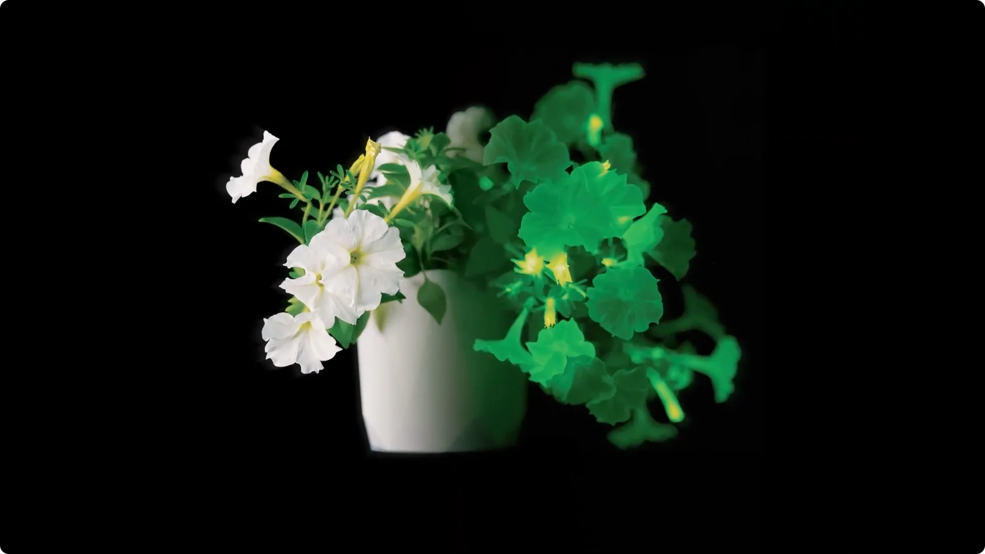 The Unique Houseplant That Glows Naturally Indoors screenshot 10