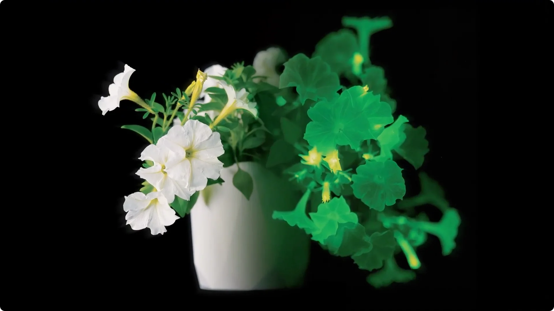 The Unique Houseplant That Glows Naturally Indoors screenshot 11