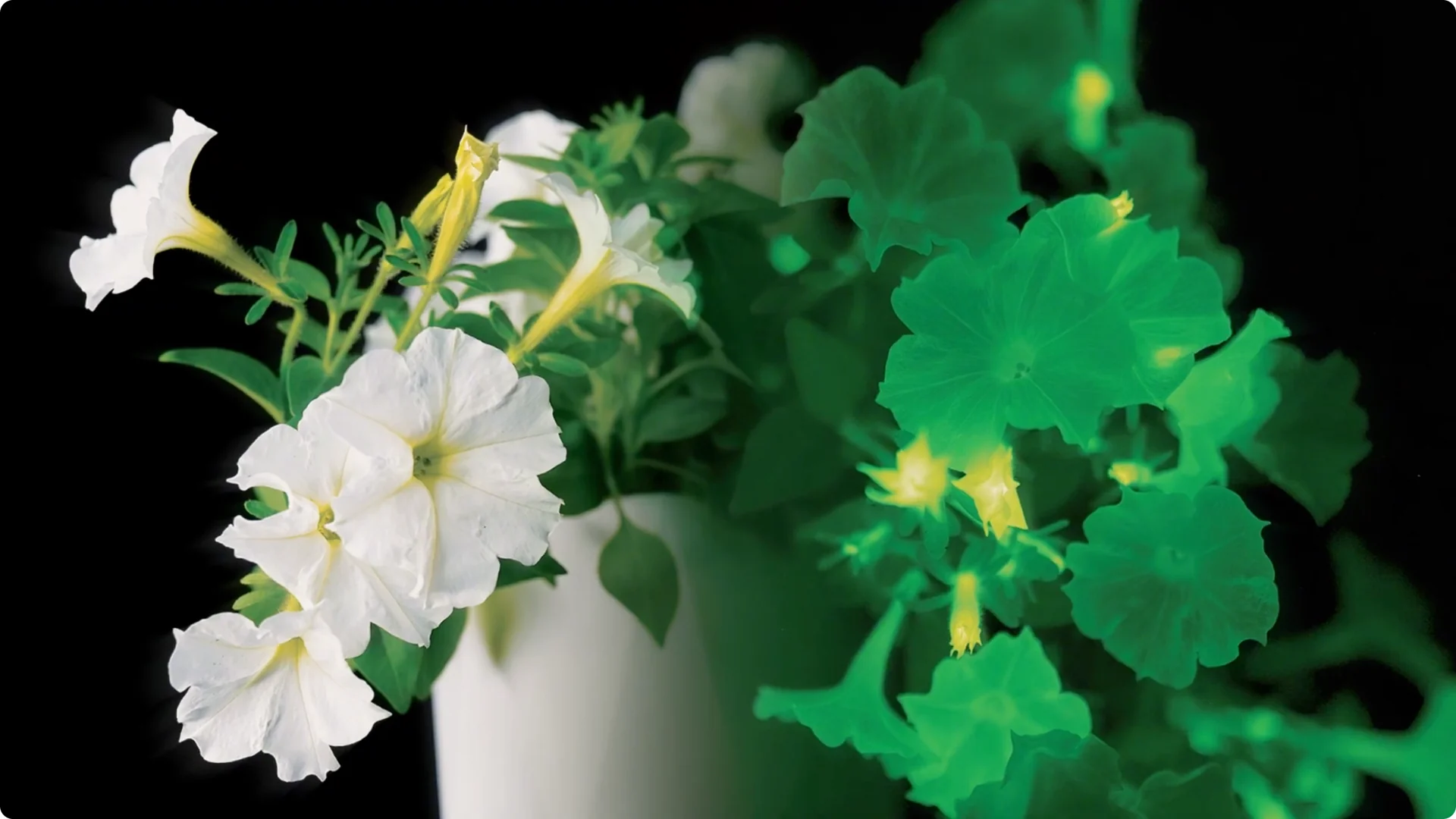 The Unique Houseplant That Glows Naturally Indoors screenshot 12