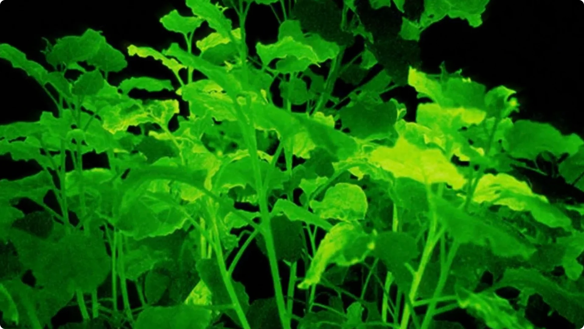 The Unique Houseplant That Glows Naturally Indoors screenshot 13