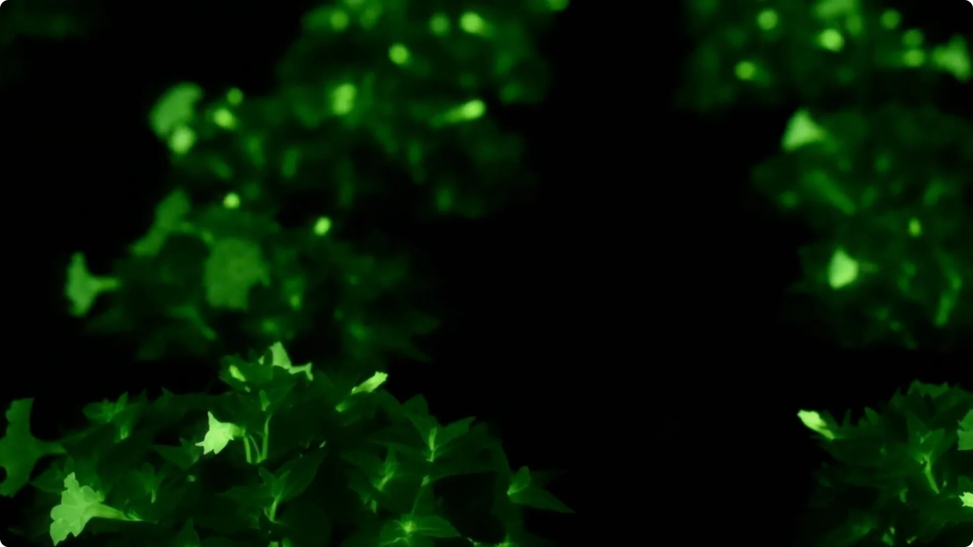 The Unique Houseplant That Glows Naturally Indoors screenshot 14