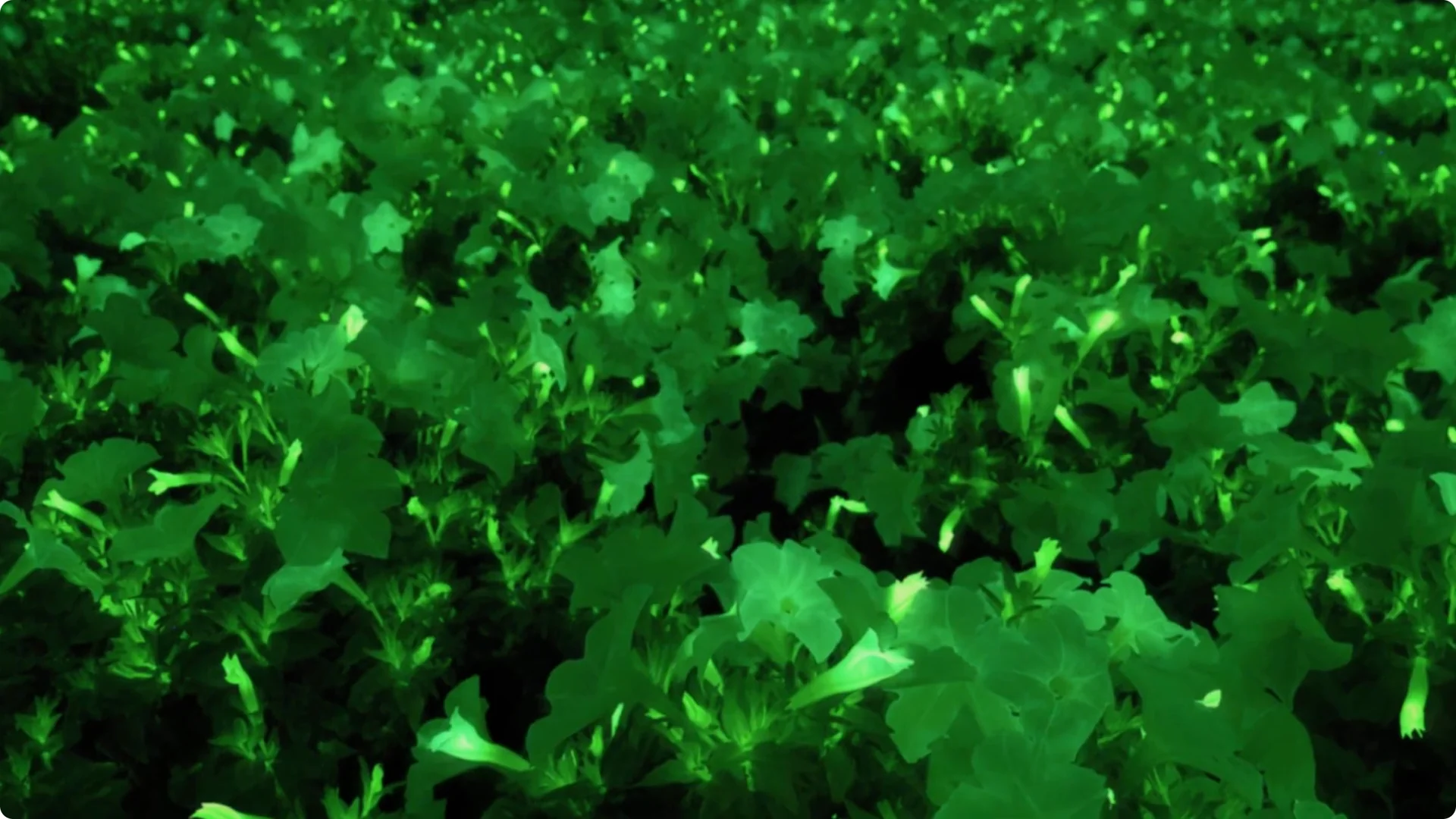 The Unique Houseplant That Glows Naturally Indoors screenshot 15
