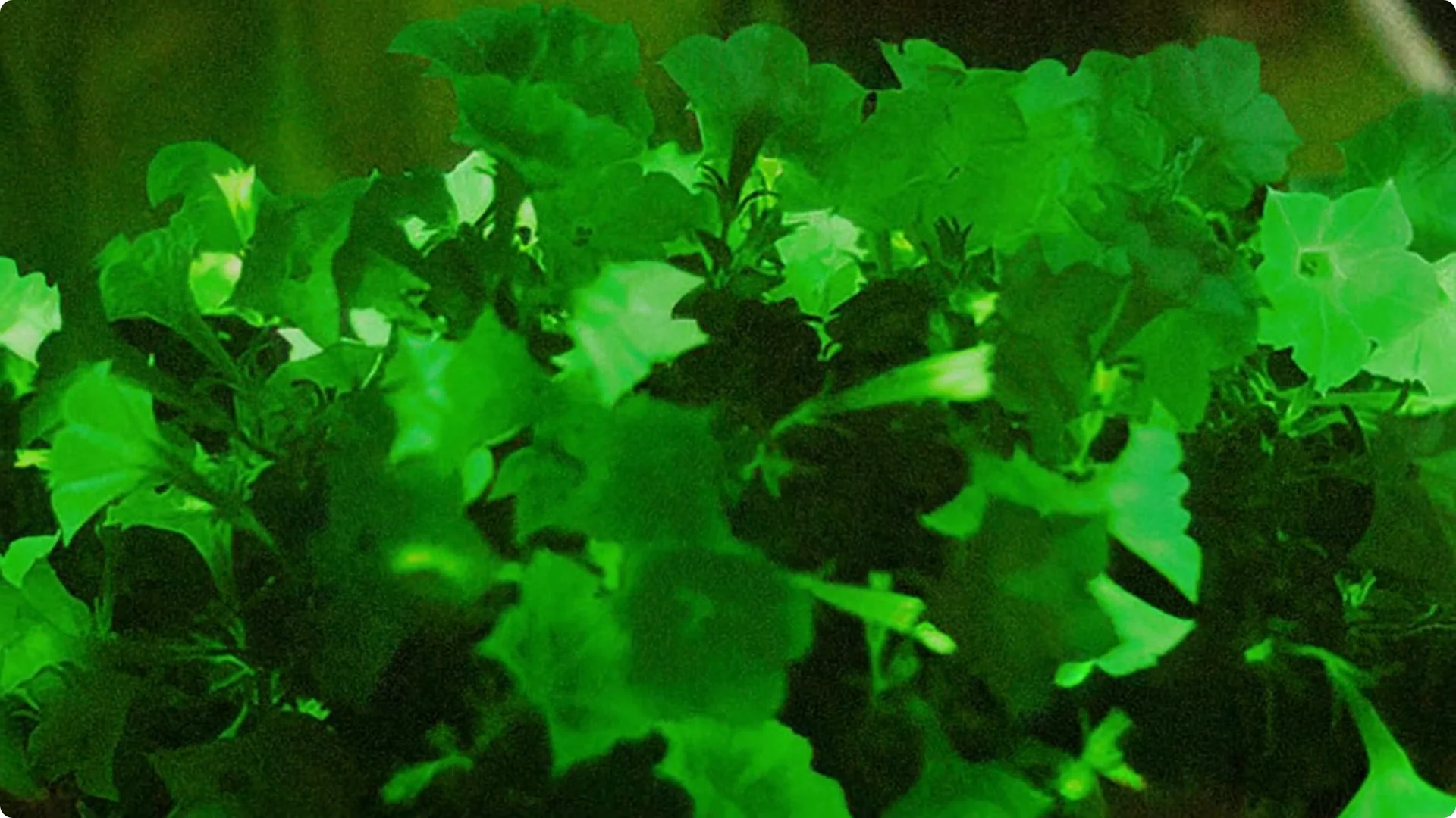 The Unique Houseplant That Glows Naturally Indoors screenshot 16