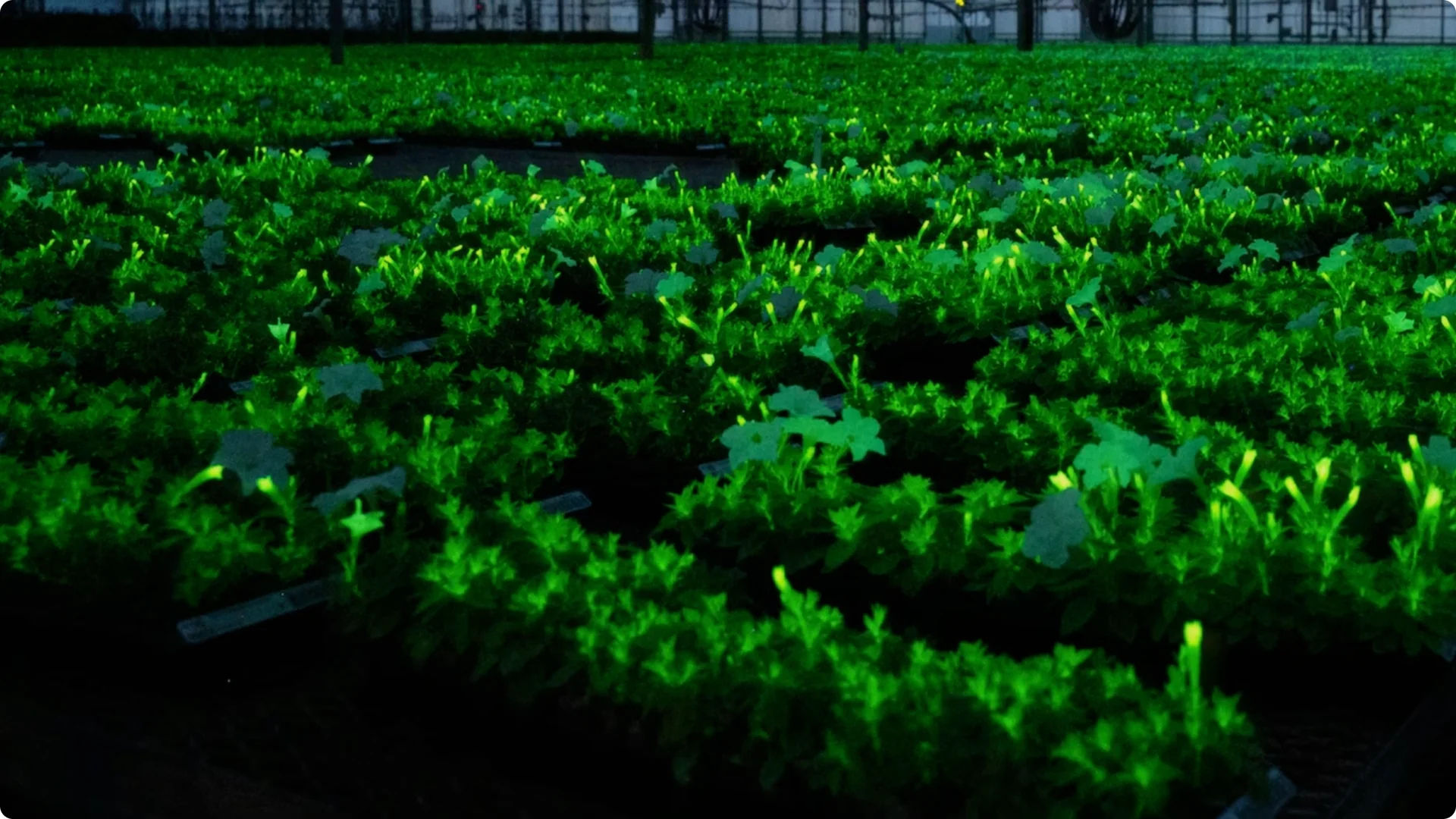 The Unique Houseplant That Glows Naturally Indoors screenshot 17