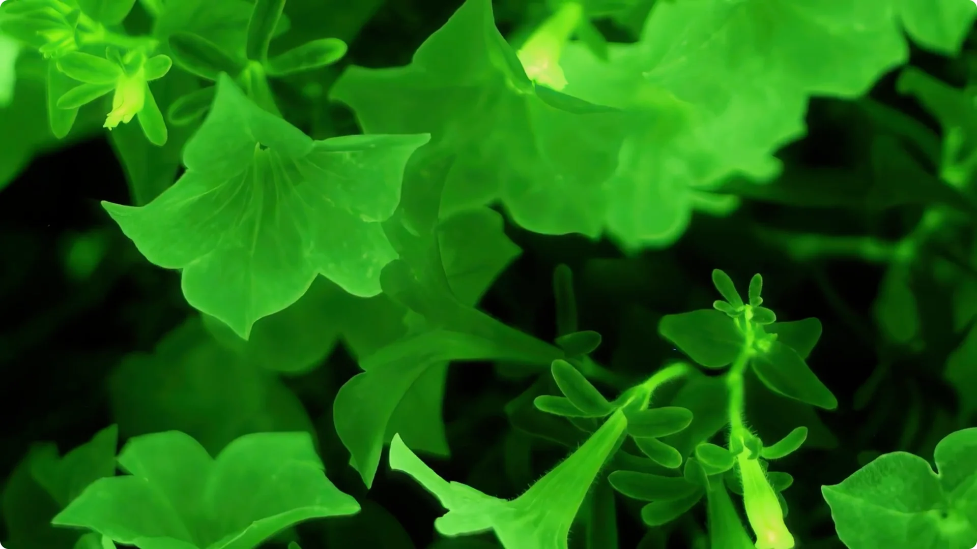 The Unique Houseplant That Glows Naturally Indoors screenshot 18