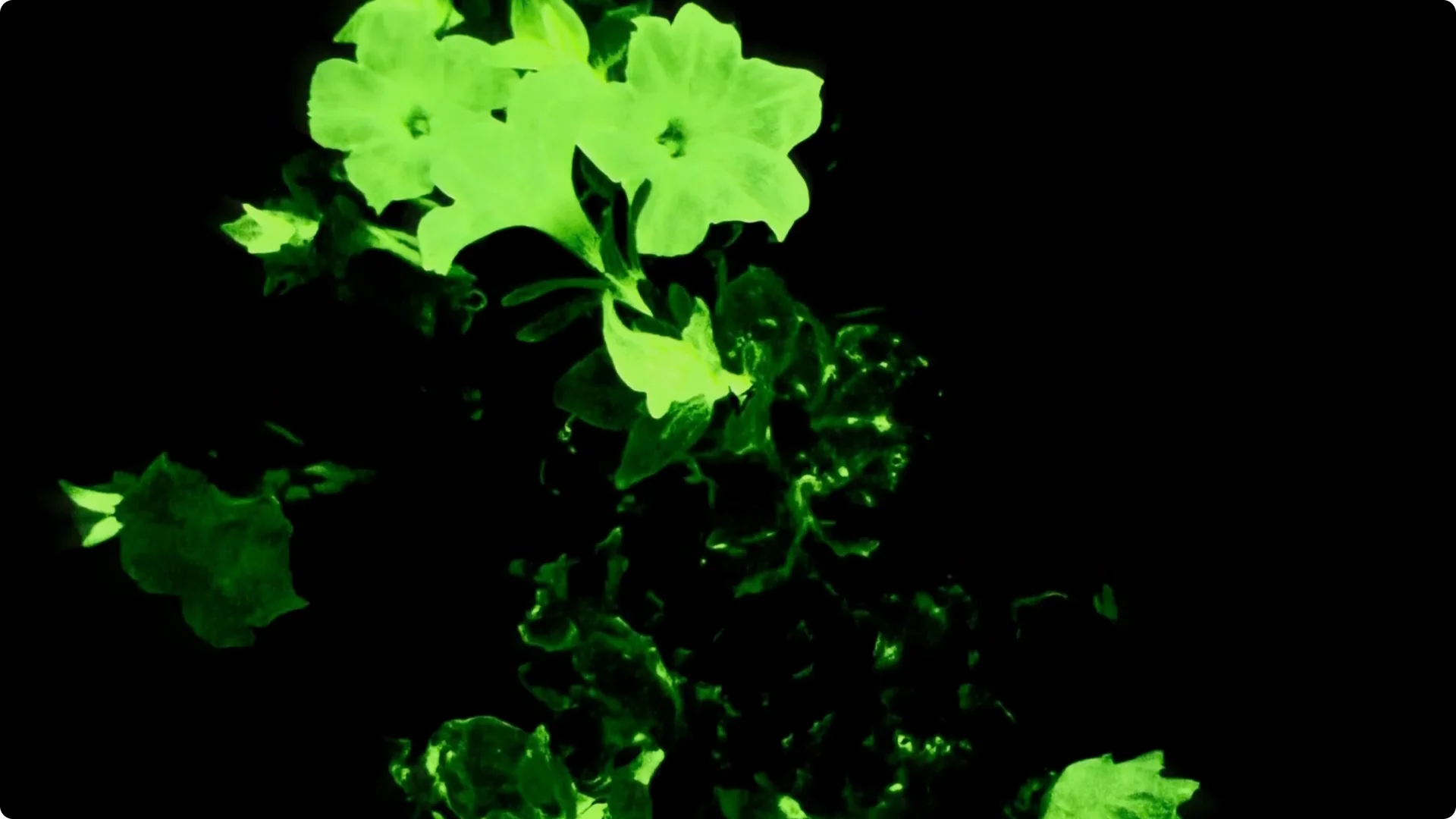 The Unique Houseplant That Glows Naturally Indoors screenshot 2
