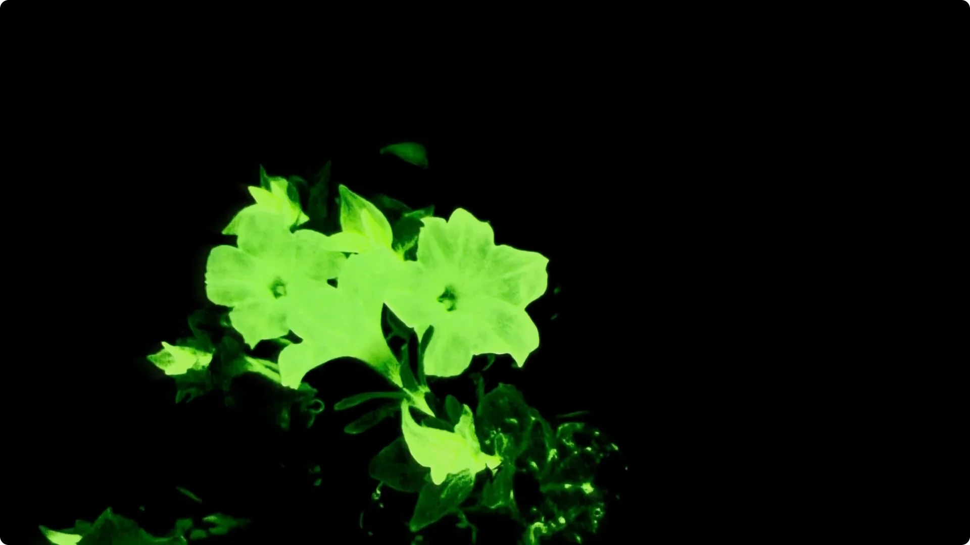 The Unique Houseplant That Glows Naturally Indoors screenshot 3