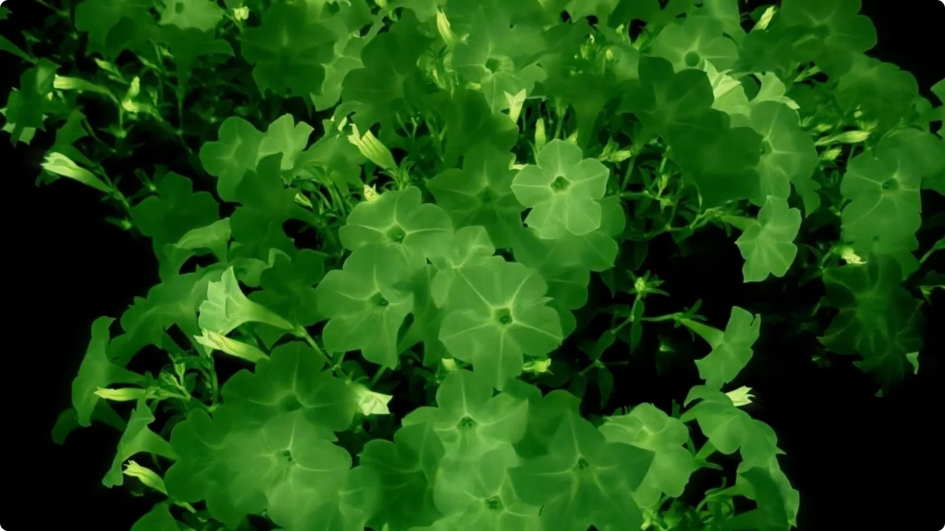 The Unique Houseplant That Glows Naturally Indoors screenshot 4