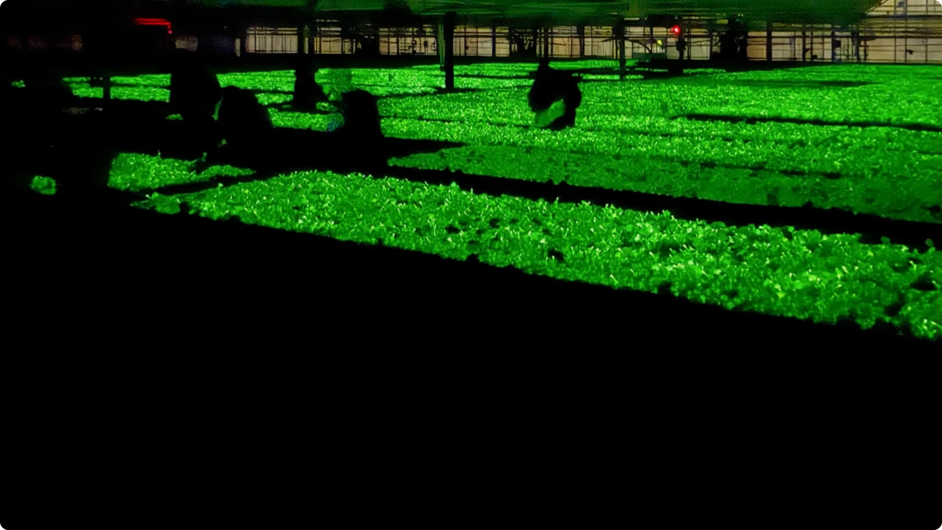 The Unique Houseplant That Glows Naturally Indoors screenshot 5