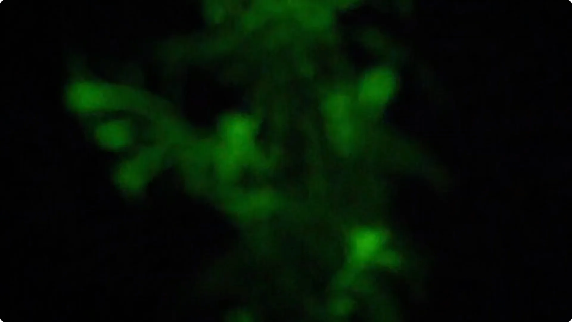 The Unique Houseplant That Glows Naturally Indoors screenshot 6