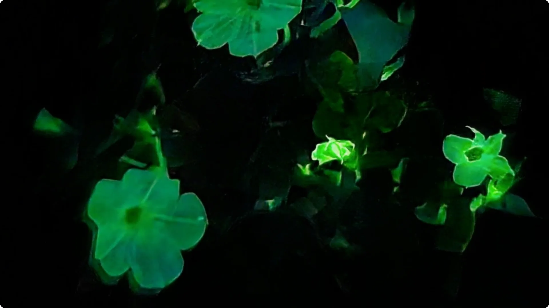The Unique Houseplant That Glows Naturally Indoors screenshot 7
