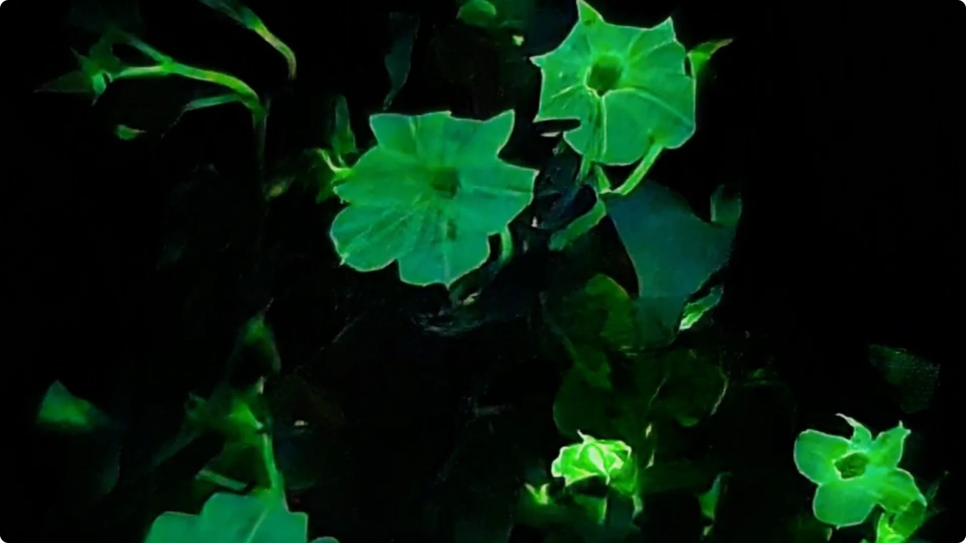 The Unique Houseplant That Glows Naturally Indoors screenshot 8