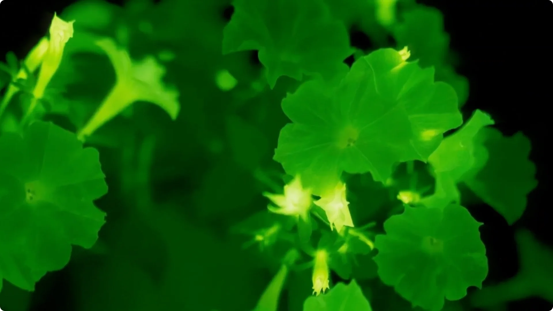 The Unique Houseplant That Glows Naturally Indoors screenshot 9