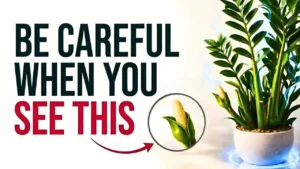 What Your ZZ Plant’s Bloom Reveals About Its Health? - Featured Image
