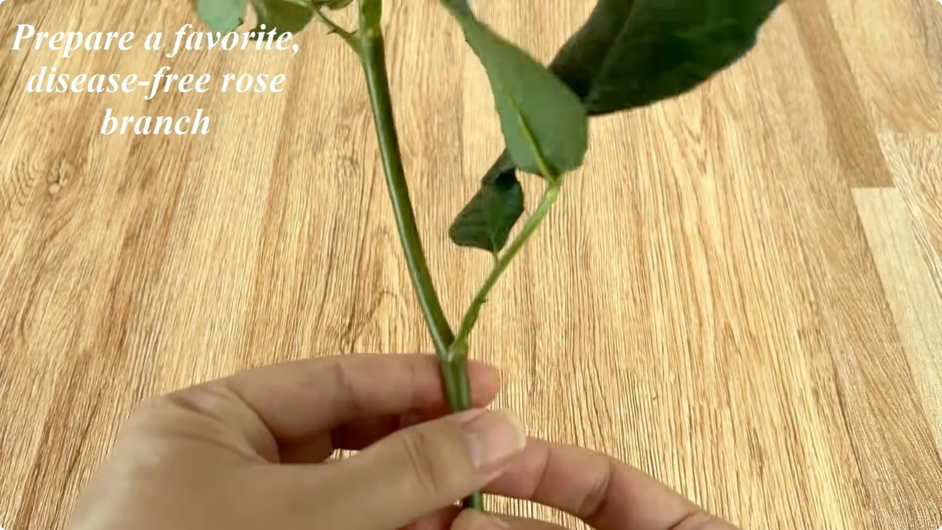 Why Potato Peels Boost Rose Stem Rooting Success screenshot 1