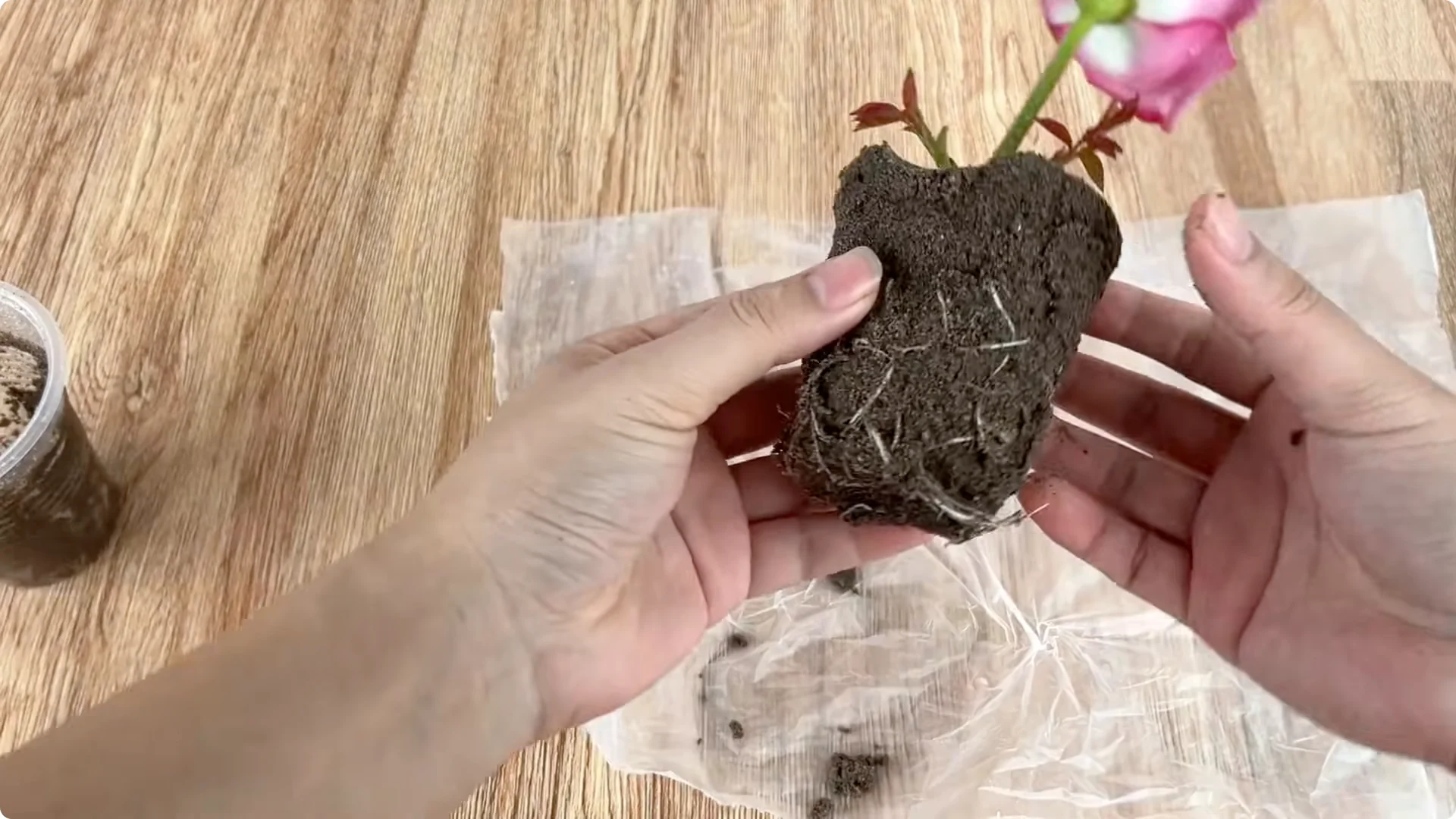 Why Potato Peels Boost Rose Stem Rooting Success screenshot 5