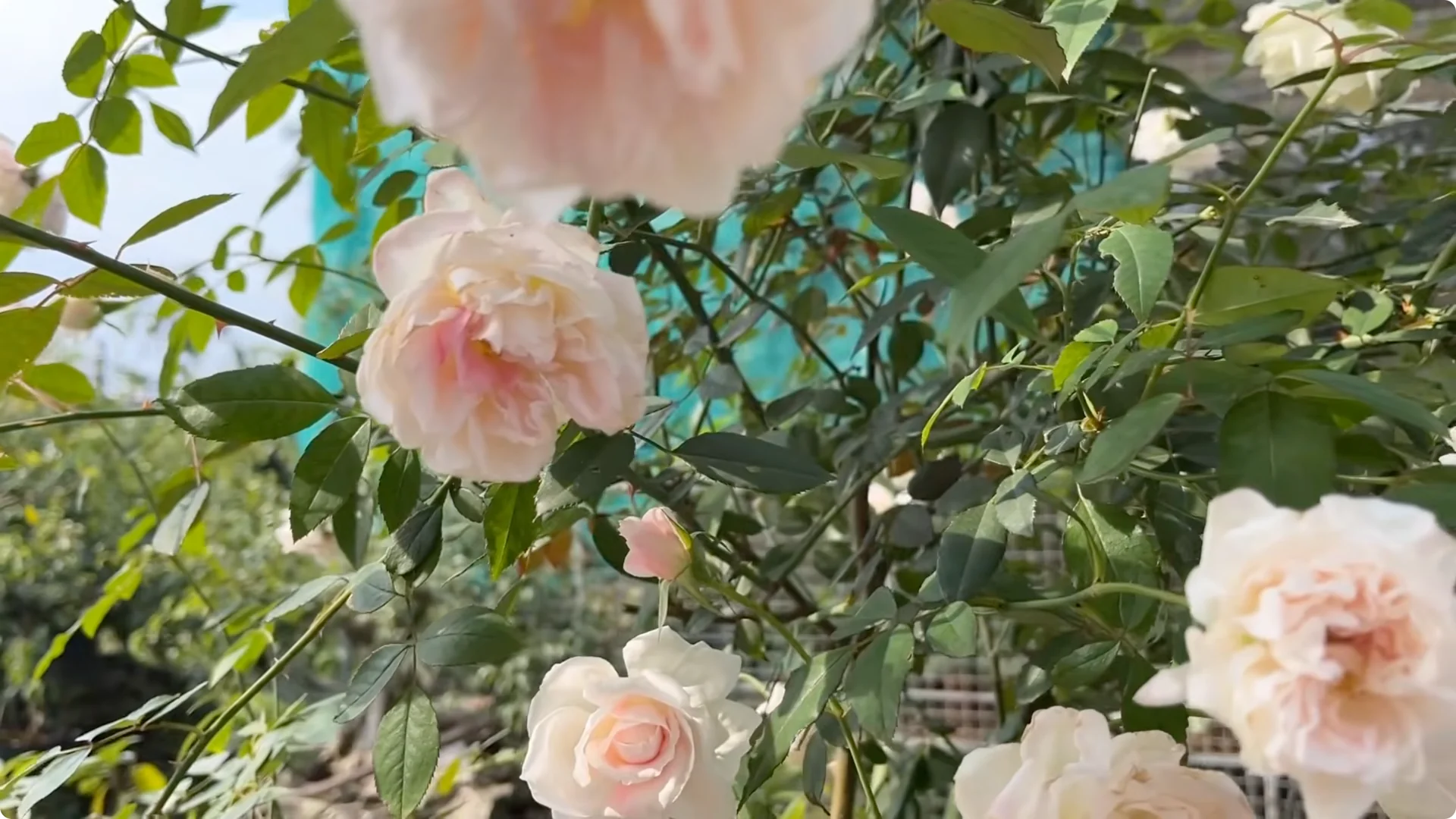 Why Rose Cuttings Can Grow 900% Faster and Bloom Always screenshot 1