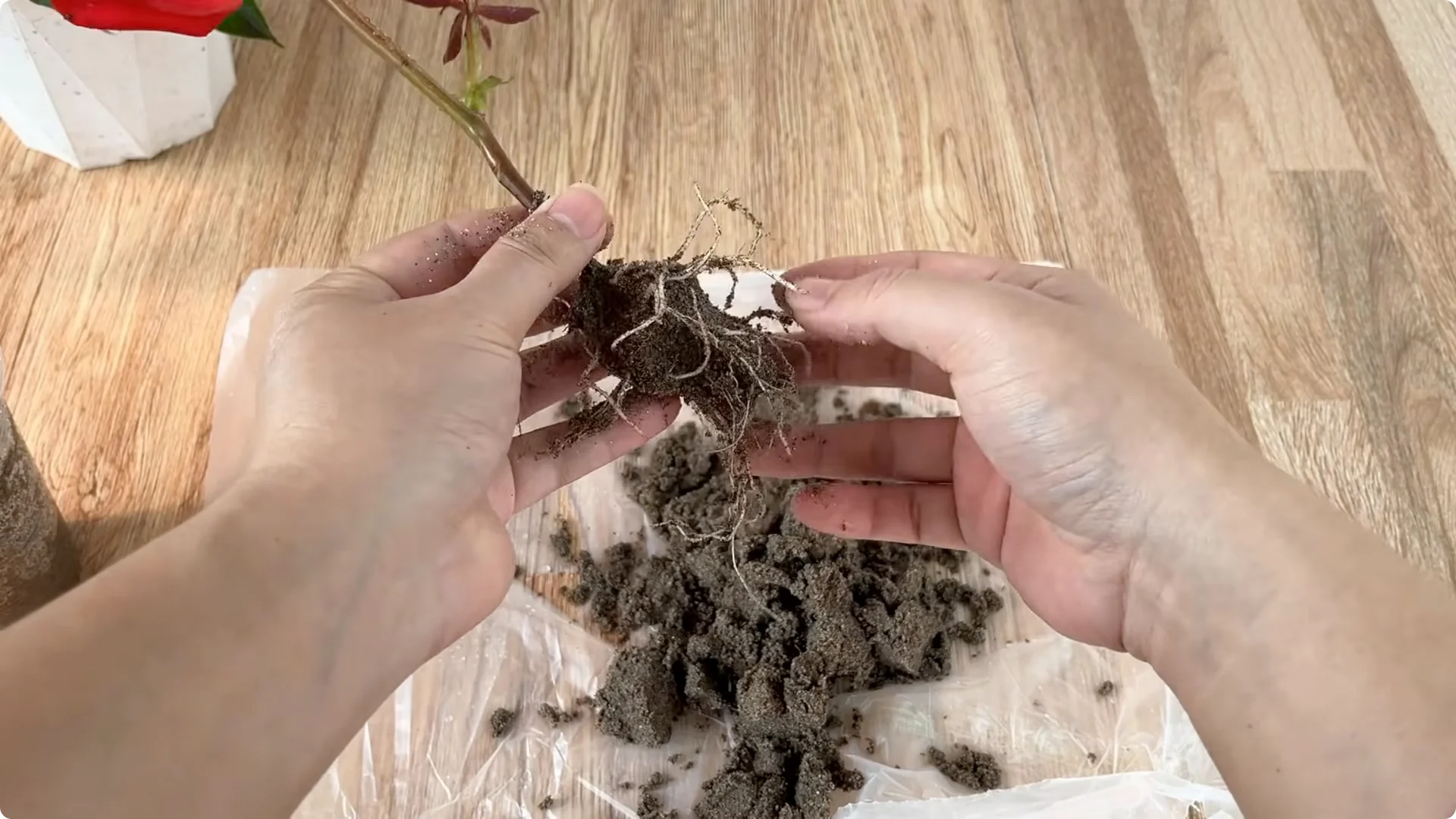 Why Rose Cuttings Can Grow 900% Faster and Bloom Always screenshot 10