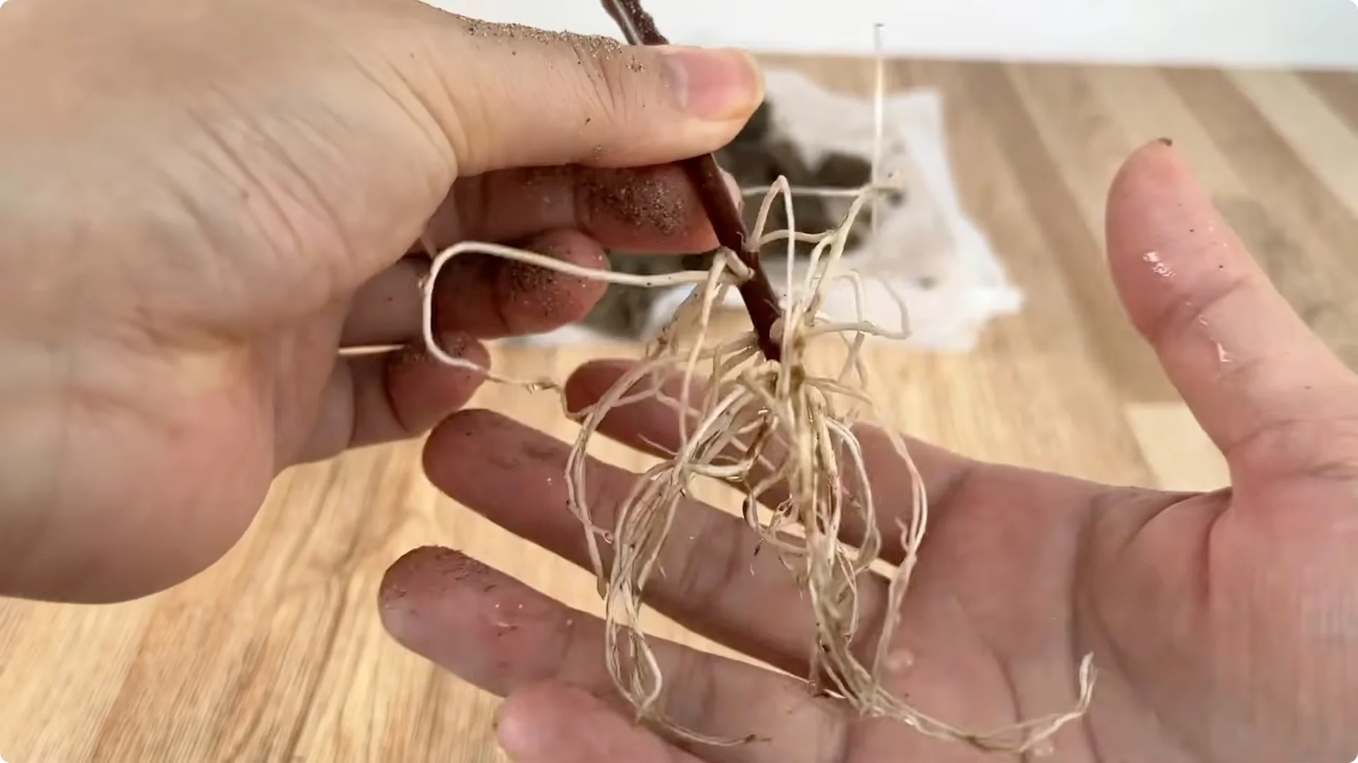Why Rose Cuttings Can Grow 900% Faster and Bloom Always screenshot 11