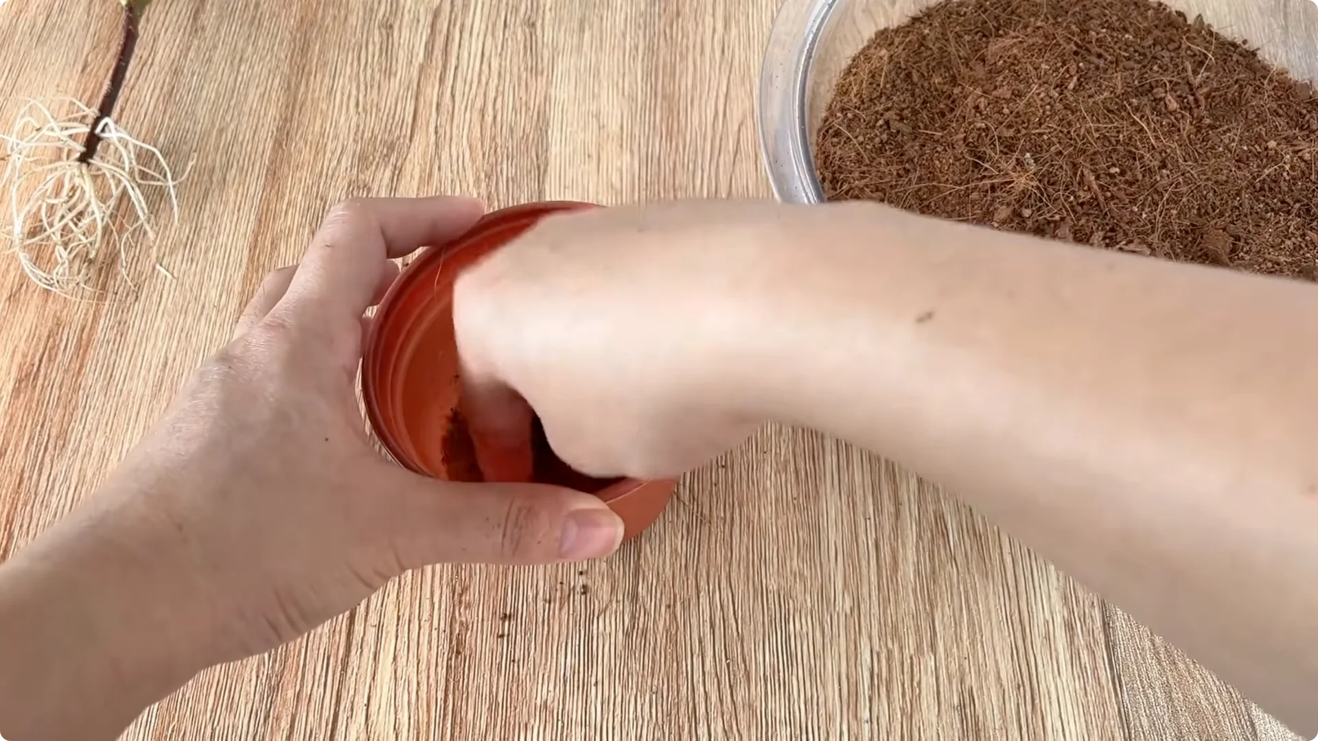 Why Rose Cuttings Can Grow 900% Faster and Bloom Always screenshot 12