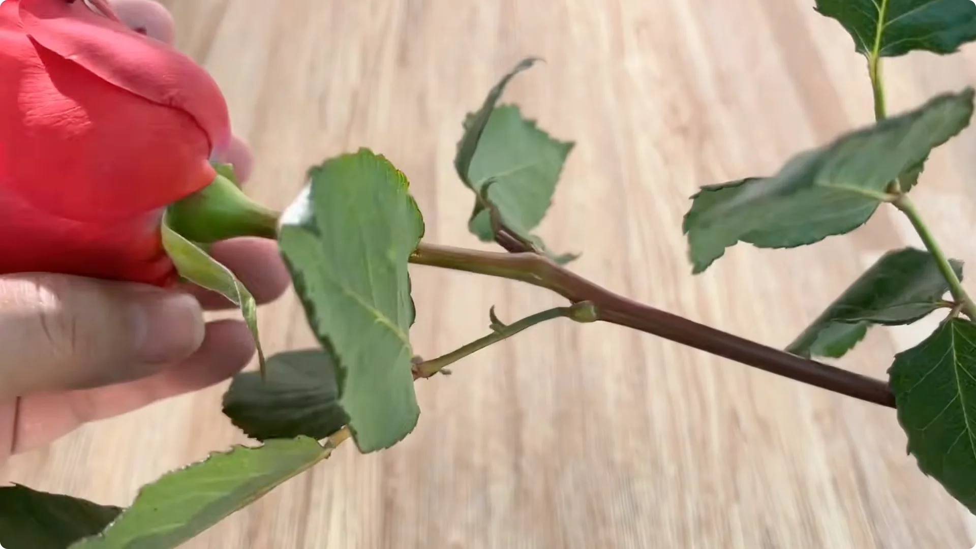 Why Rose Cuttings Can Grow 900% Faster and Bloom Always screenshot 2