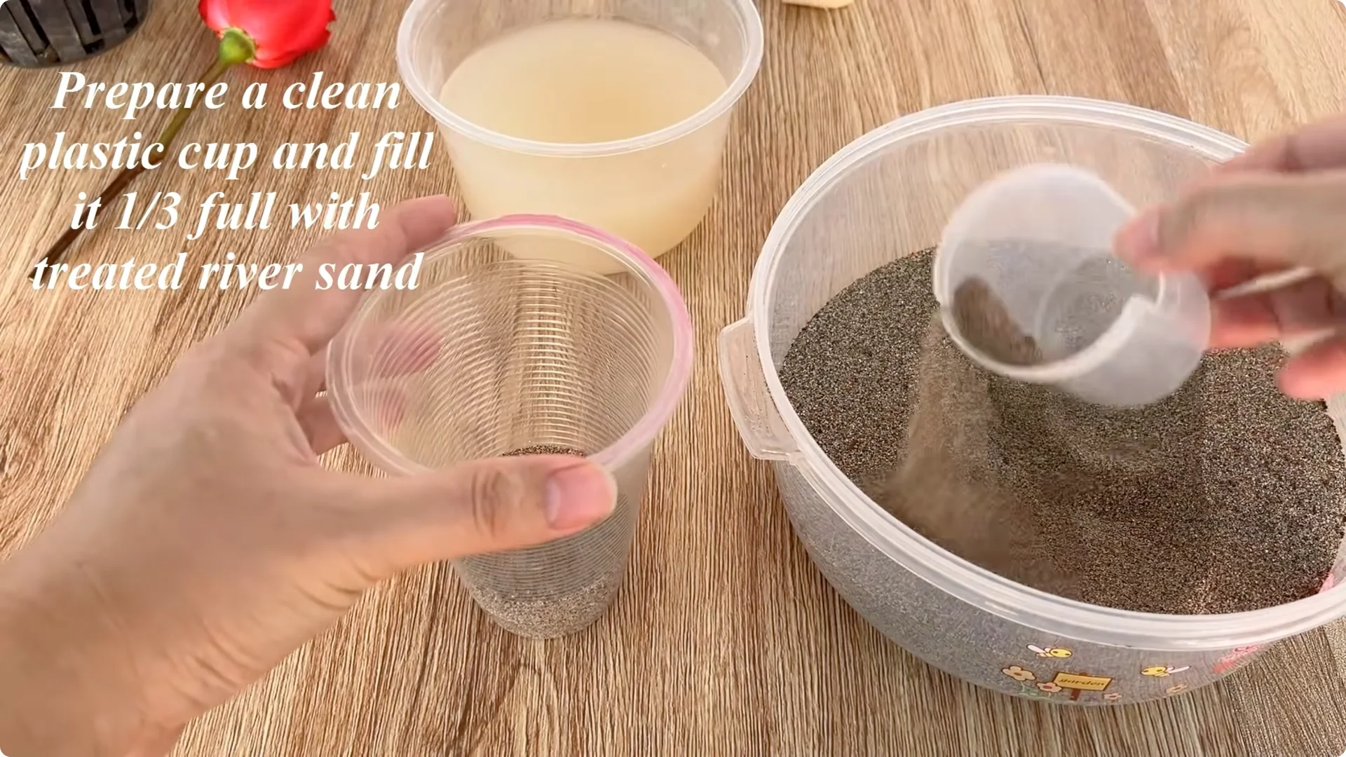 Why Rose Cuttings Can Grow 900% Faster and Bloom Always screenshot 6
