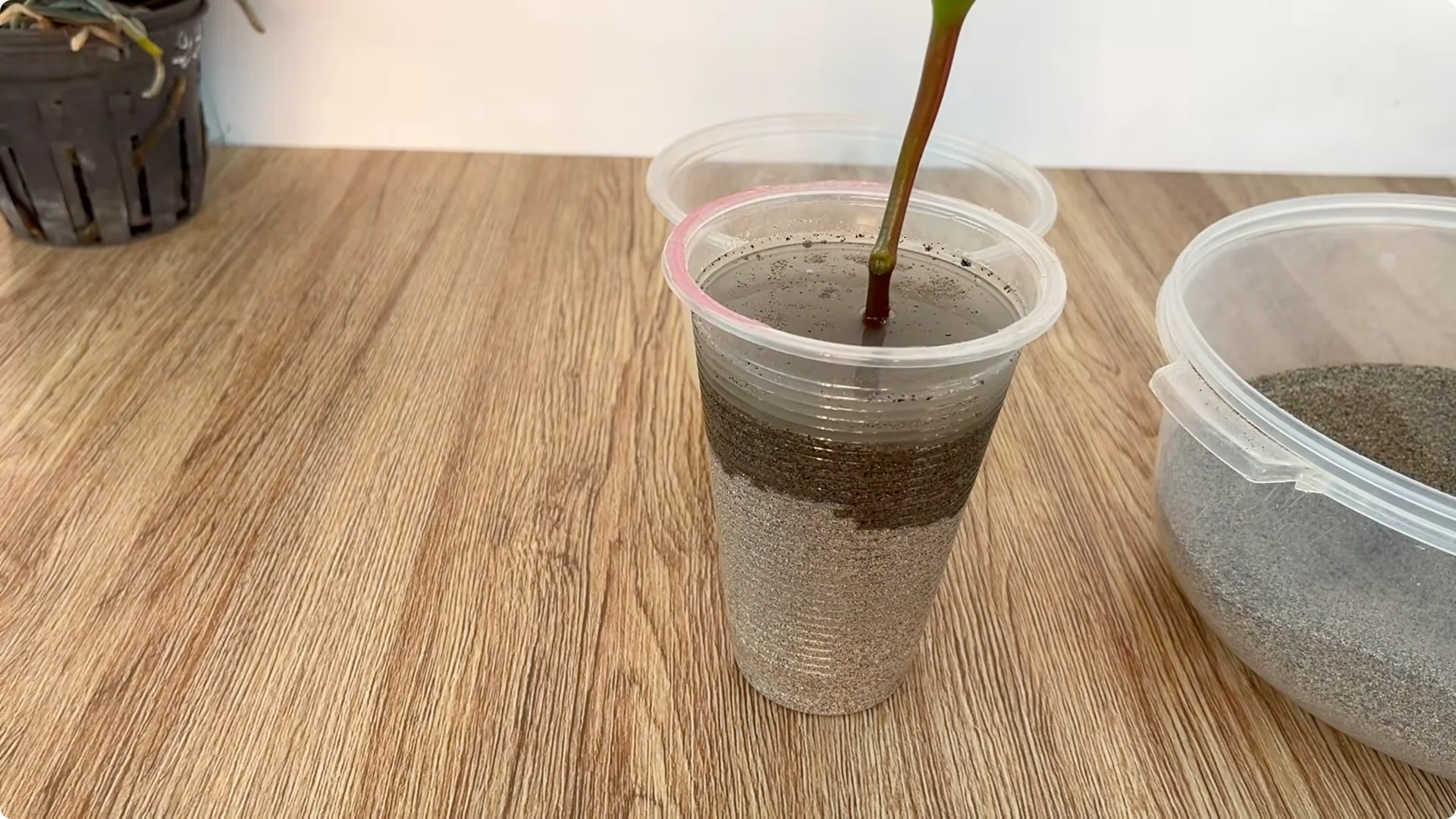 Why Rose Cuttings Can Grow 900% Faster and Bloom Always screenshot 7