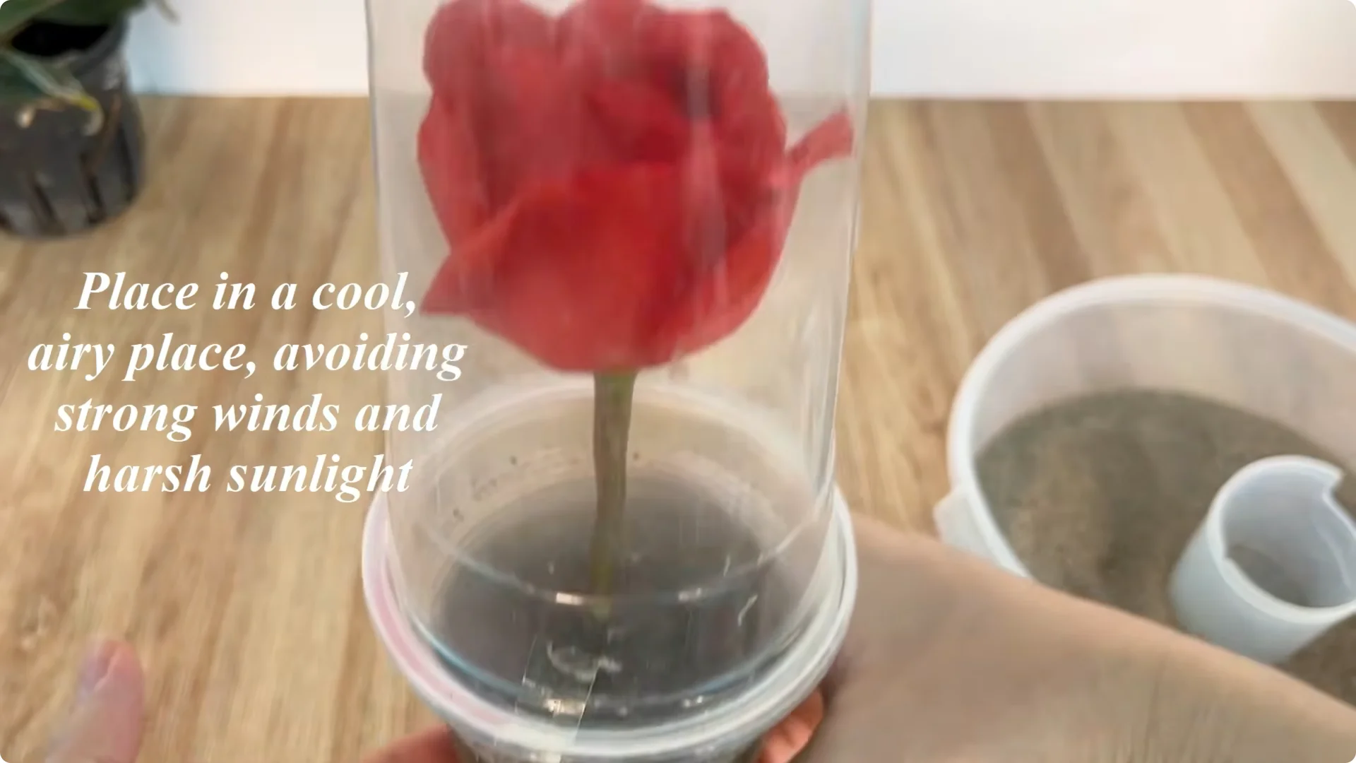 Why Rose Cuttings Can Grow 900% Faster and Bloom Always screenshot 8