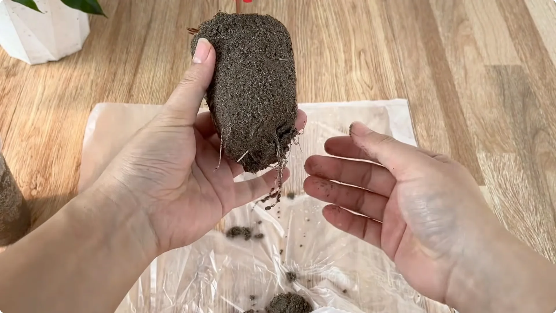 Why Rose Cuttings Can Grow 900% Faster and Bloom Always screenshot 9
